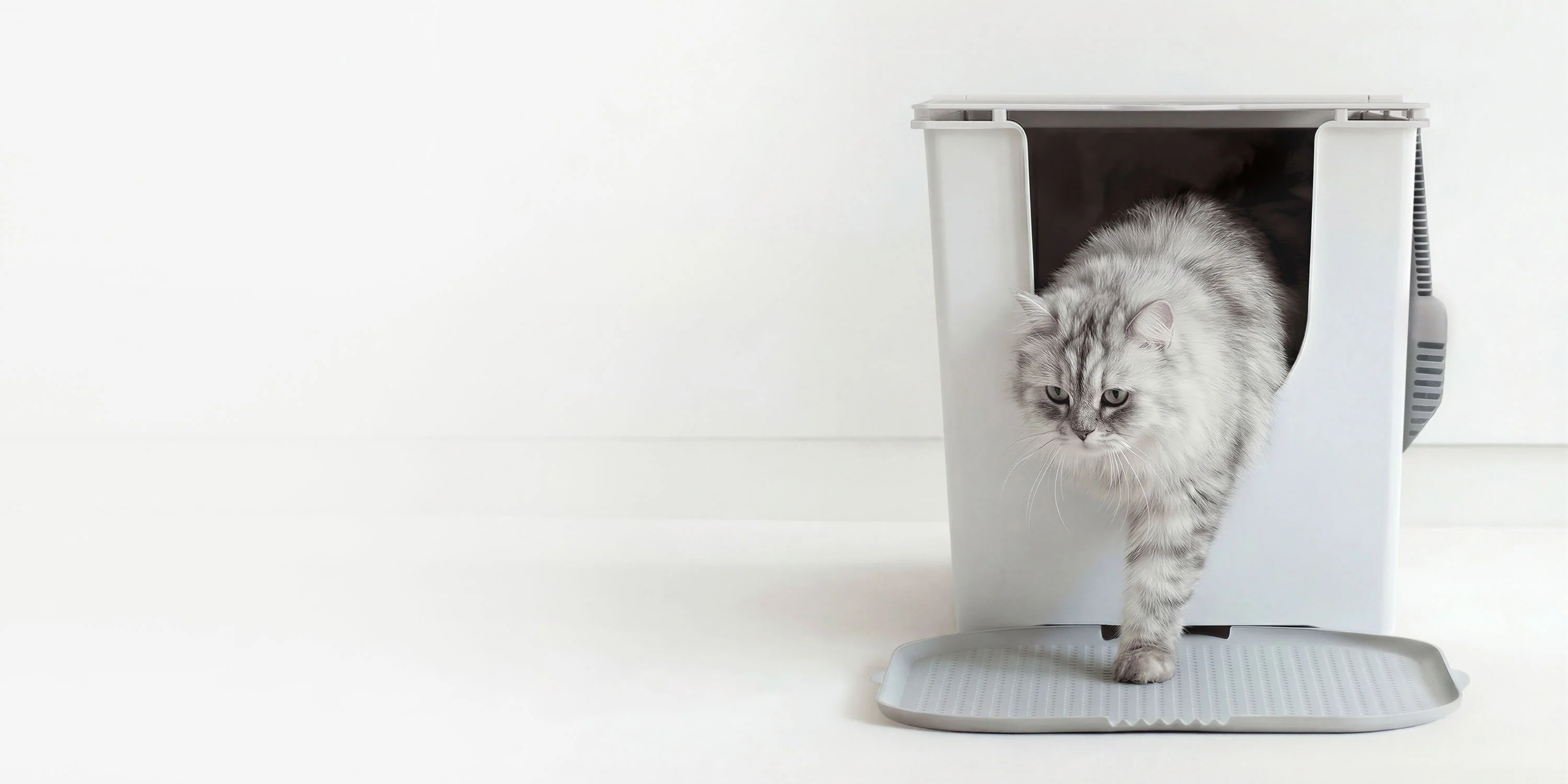 Modern Design for Modern Cats
